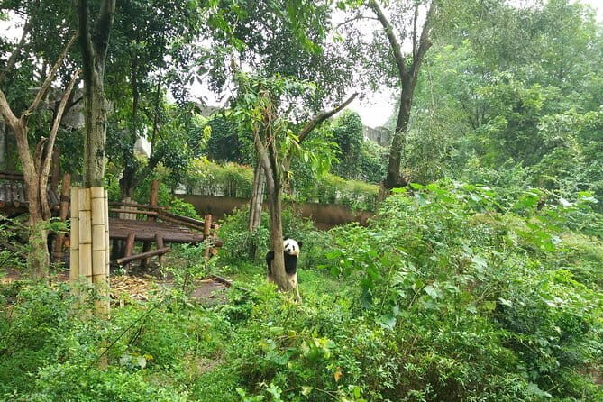 All-Inclusive Chengdu Highlight Panda Trip and Customizable Sites - Good To Know