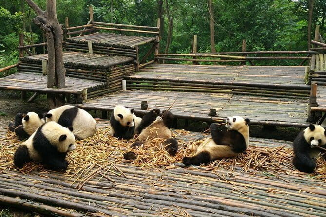 All-Inclusive Chengdu Highlight Panda Trip and Customizable Sites - Exploring the Panda Experience at the Chengdu Research Base