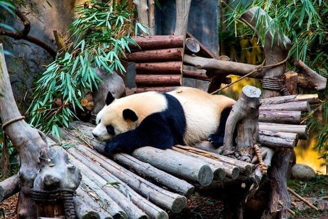 All-Inclusive Chengdu Highlight Panda Trip and Customizable Sites - The Sum Up