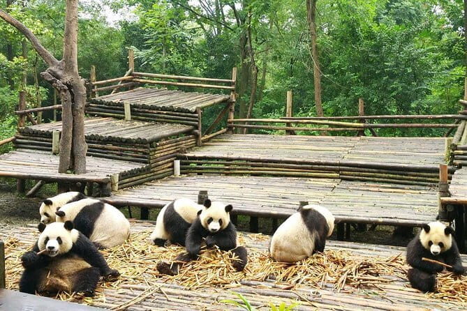 All-Inclusive Chengdu Highlight Panda Trip and Customizable Sites - Authentic Insights from Past Reviewers