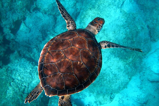 All-Inclusive Dolphin & Tangalooma Wrecks Day Cruise (Gold Coast Transfer) - Common Questions