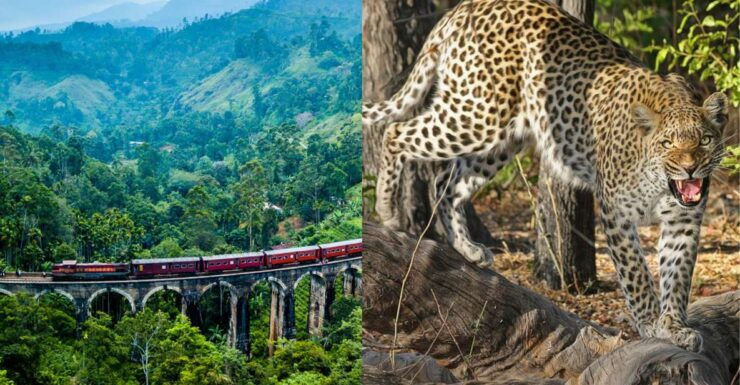 All Inclusive Ella Scenic Train Journey With Yala Safari - Experience Inclusions