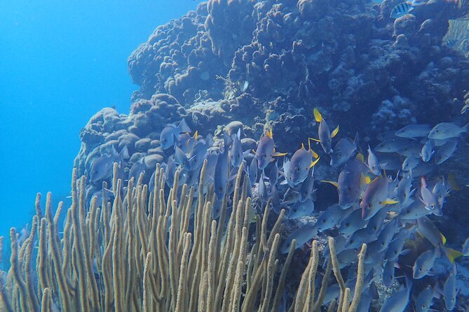 All-Inclusive Full-Day Hol Chan Snorkeling Tour - Meeting Point and Start Time
