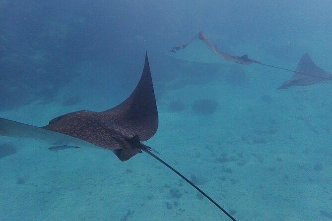 All-Inclusive Full-Day Hol Chan Snorkeling Tour - Reviews
