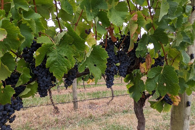 All Inclusive Full Day Private Wine Tour - Tastes of the Yarra Valley - Wine Tasting Experiences