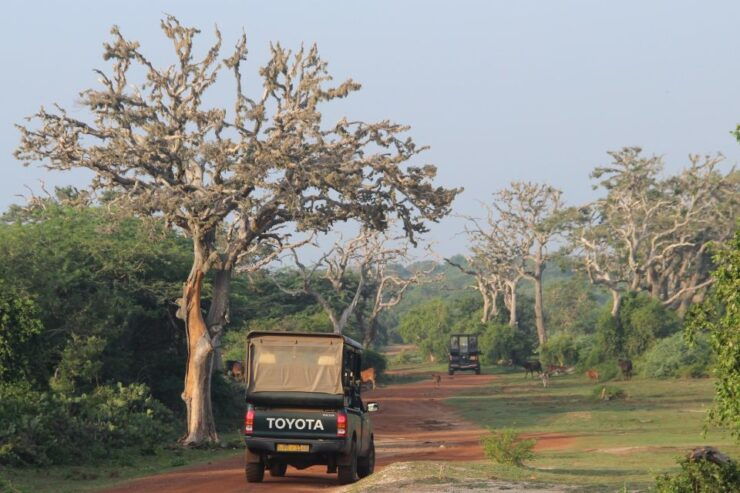 All-Inclusive Full-Day Safari at Bundala With Picnic Lunch - Activity Details
