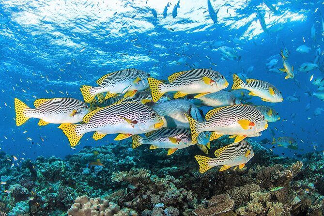 All Inclusive Great Barrier Reef Cruise w optional Scuba Diving - Who Will Love This Tour?