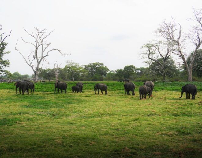All-Inclusive Habarana Hurulu Eco Park Privet Halfday Safari - Additional Information