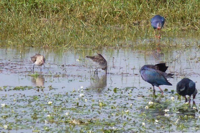 All Inclusive Half Day Private Safari at Bundala National Park - The Sum Up