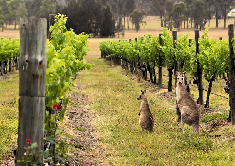 All Inclusive Hunter Valley Wine, Chocolate Tasting and Lunch Tour - Leaving Sydney for the Hunter Valley