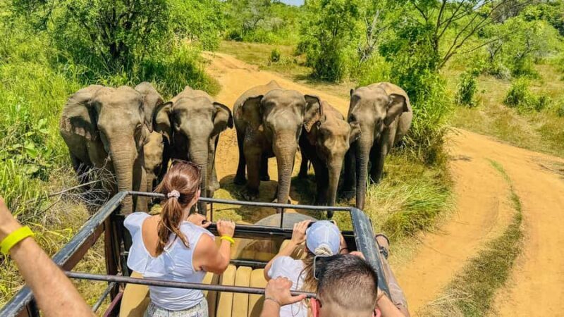 All Inclusive Hurulu Eco Park 3 Hour Elephant Safari Tour - An Introduction to the Hurulu Eco Park Safari