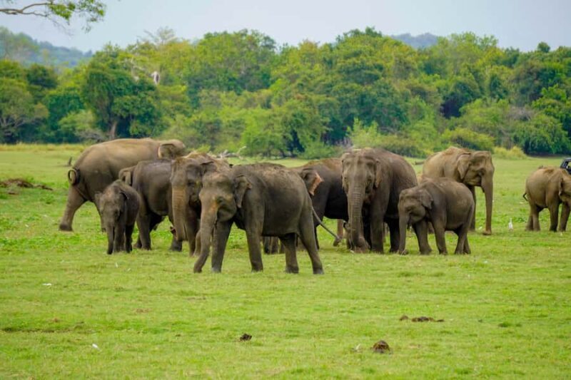 All Inclusive Hurulu Eco Park 3 Hour Elephant Safari Tour - Who Will Love This Experience?