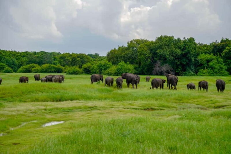 All Inclusive Hurulu Eco Park 3 Hour Elephant Safari Tour - Final Thoughts: Is It Worth It?