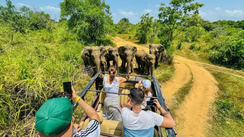 All Inclusive Hurulu Eco Park 3 Hour Elephant Safari Tour - An In-Depth Look at the 3-Hour Elephant Safari Experience