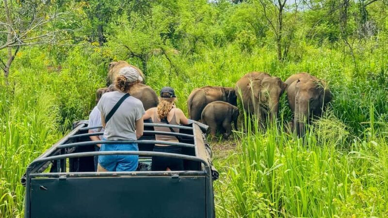 All Inclusive Hurulu Eco Park 3 Hour Elephant Safari Tour - Practical Details & Tips