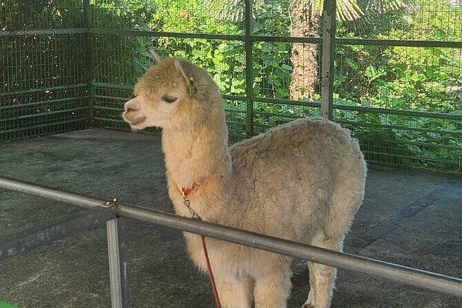 All inclusive Jeju island English private taxi tour(1 to 3days) - Good To Know