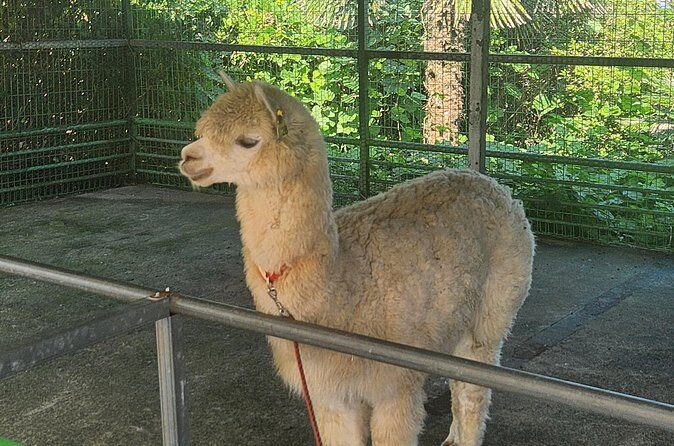 All inclusive Jeju island English private taxi tour(1 to 3days) - FAQs