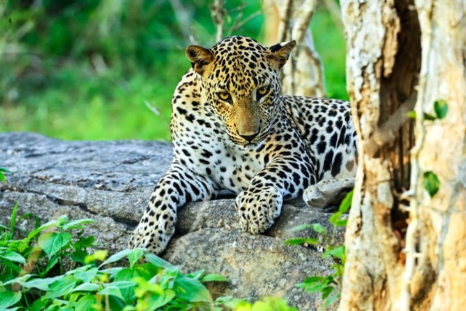 All Inclusive Leopard Nest Luxury Glamping Experience in Yala - Accommodation Options