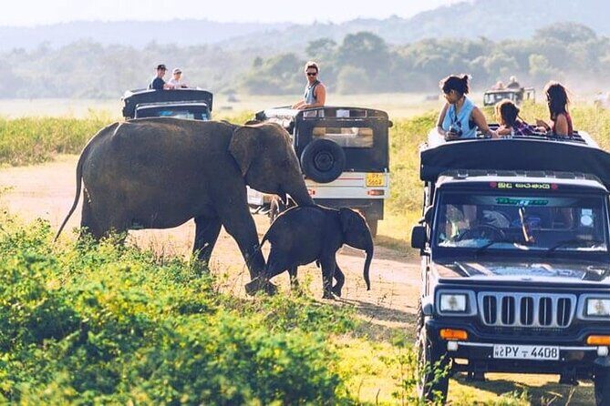 All inclusive leopard safari Wilpattu with guide - What Makes This Safari Special