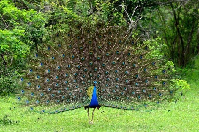 All inclusive leopard safari Wilpattu with guide - Practical Considerations