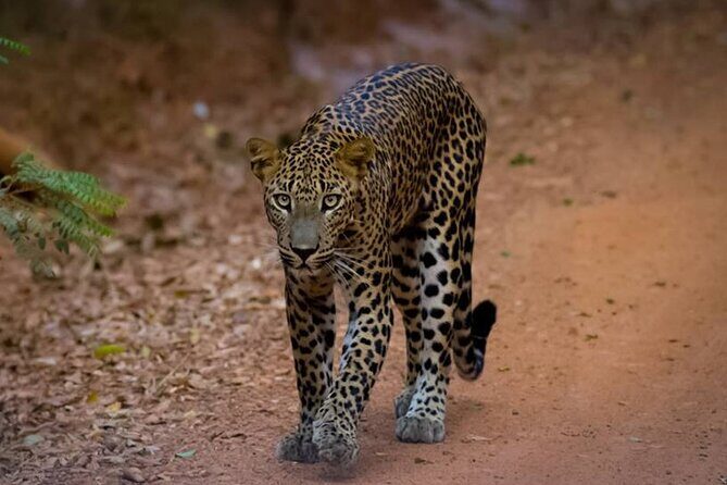 All inclusive leopard safari Wilpattu with guide - Good To Know