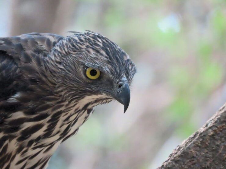All Inclusive Minneriya/Kaudulla/Hurulu National Park Safari - Activity Details