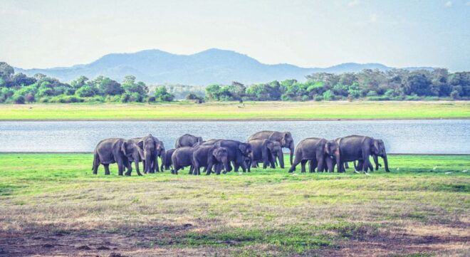 All-Inclusive Minneriya National Park Afternoon Safari - Reviews
