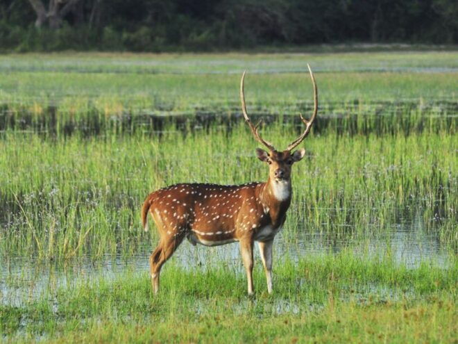 All-Inclusive Minneriya National Park Afternoon Safari - Location