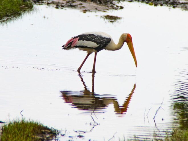 All-Inclusive Minneriya National Park Afternoon Safari - Activity Provider
