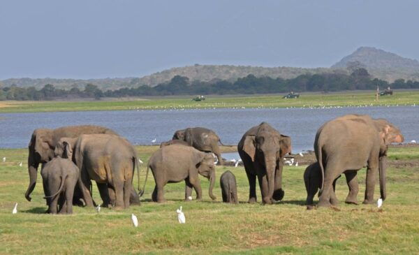 All-Inclusive Minneriya National Park Afternoon Safari - The Sum Up