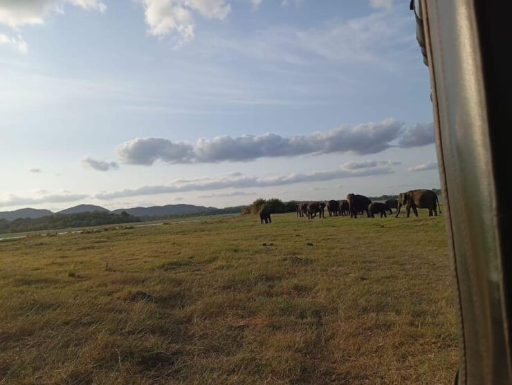 All Inclusive Minneriya National Park Safari With Hotel Pick - Pickup and Accessibility