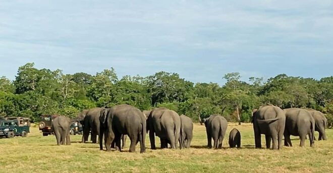 All Inclusive Minneriya National Park Safari With Hotel Pick - Safari Experience