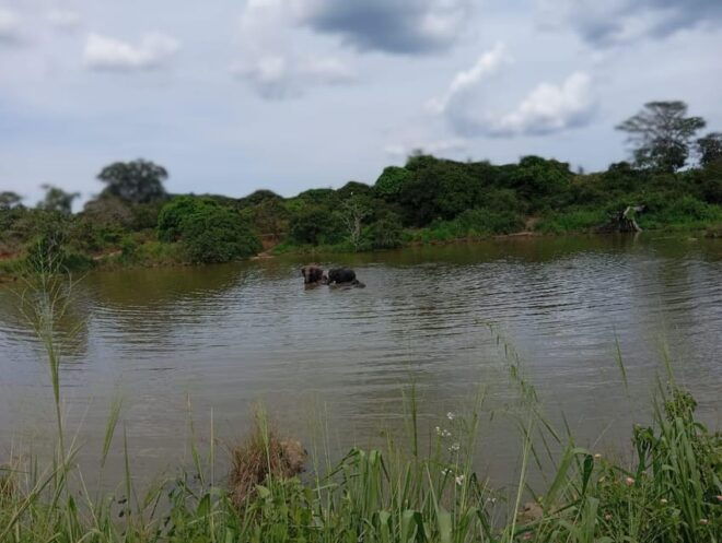 All Inclusive Minneriya National Park Safari With Hotel Pick - Wildlife Spotting