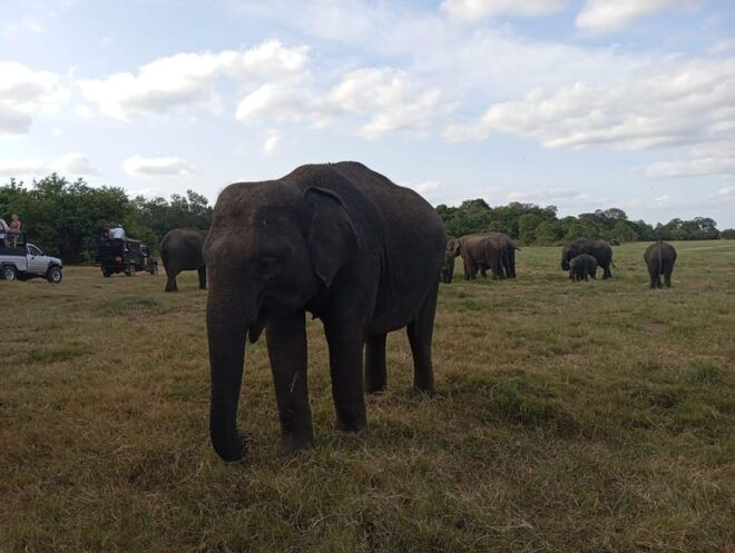 All Inclusive Minneriya National Park Safari With Hotel Pick - Inclusions of the Safari