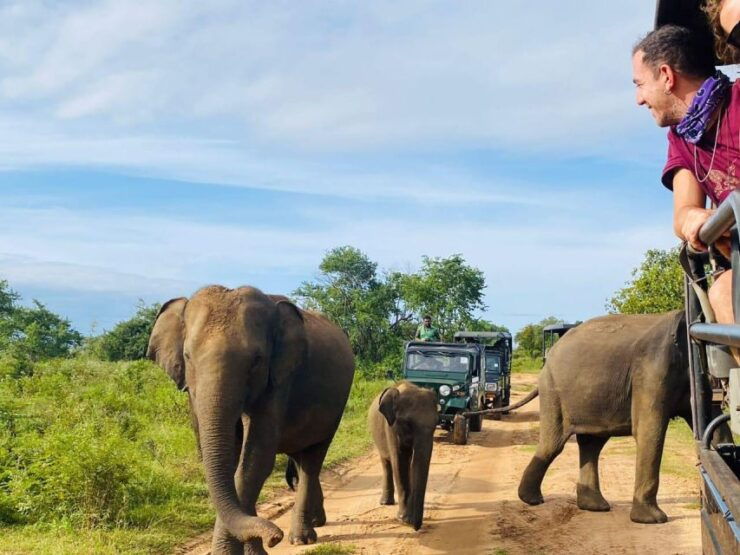 All Inclusive Minneriya or Eco National Park Half Day Safari - Key Features of Minneriya Safari