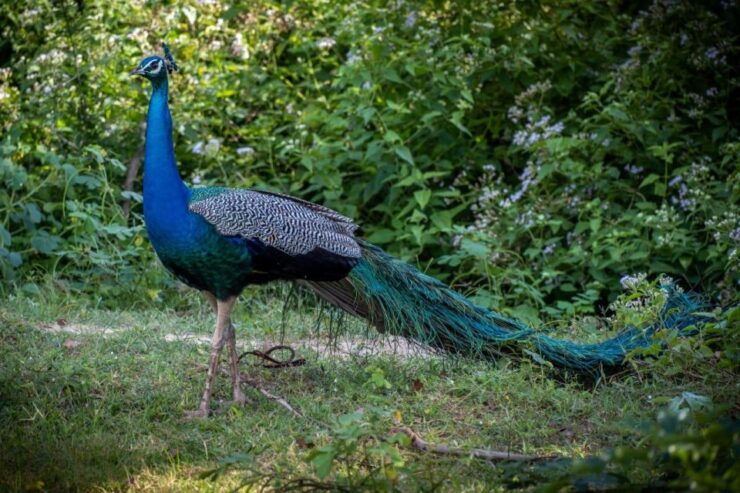 All Inclusive Minneriya or Eco National Park Half Day Safari - Eco National Park Exploration Tips