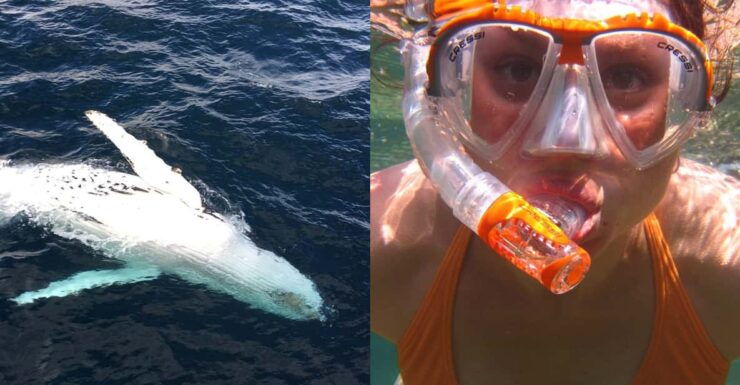 All Inclusive Mirissa Whale & Dolphin Watching + Snorkeling - Good To Know