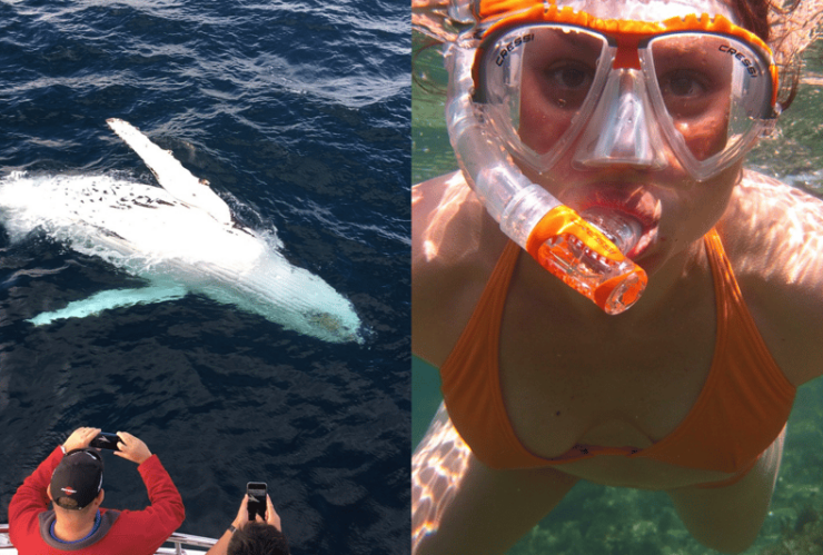 All Inclusive Mirissa Whale & Dolphin Watching + Snorkeling - Price and Booking Information