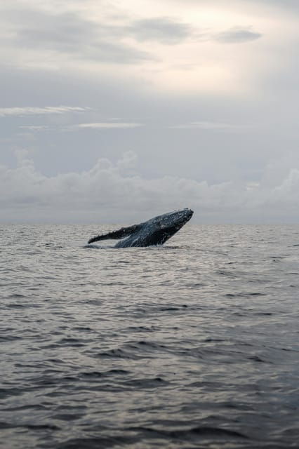 All Inclusive Mirissa Whale & Dolphin Watching + Snorkeling - Important Considerations