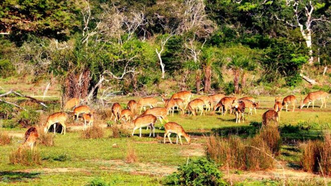 All-Inclusive Morning Game Drive at Bundala National Park - Highlights of the Game Drive