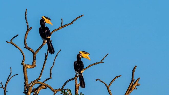 All-Inclusive Morning Game Drive at Bundala National Park - Additional Information and Tips