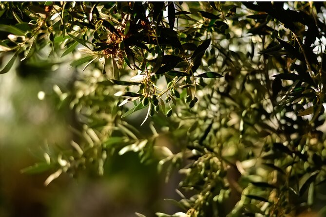 All Inclusive Pompeii, Pizza Class, Olive Oil Experience - Additional Info