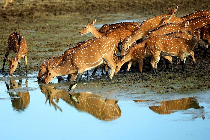 All Inclusive Private Day Tour to Wipattu National Park From Negombo - Tour Details