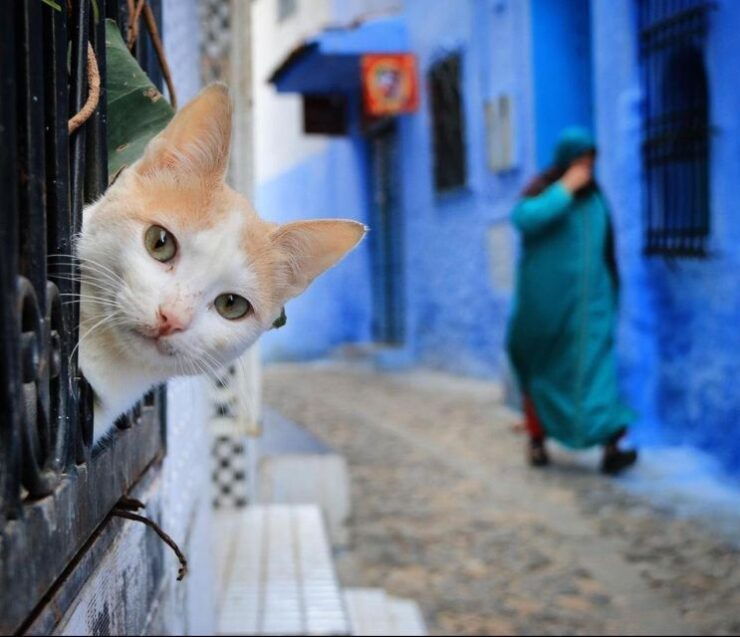 All Inclusive Private Day Trip From Tarifa to Chefchaouen - Good To Know