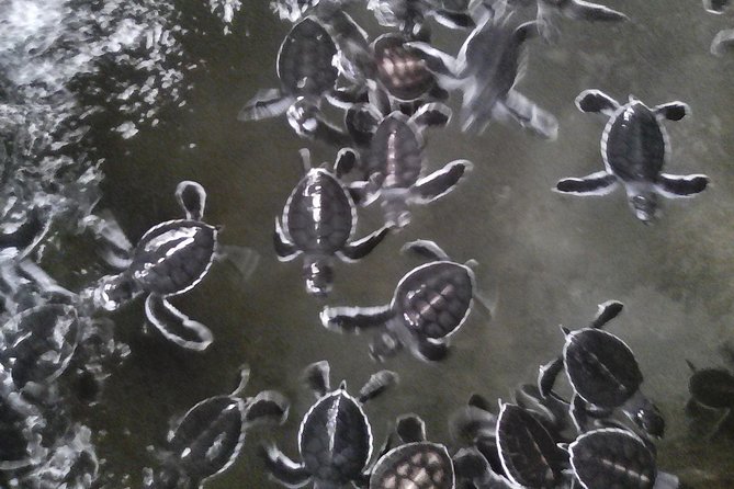 All Inclusive Private Day Trip to Southern Srilanka Galle, Bentota - Pricing and Reservations Details