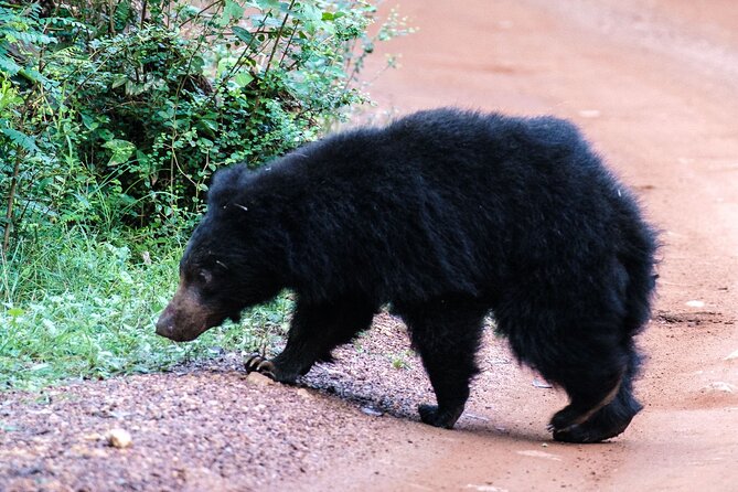All Inclusive Private Full Day Safari in Yala National Park With Lunch - Meeting Points