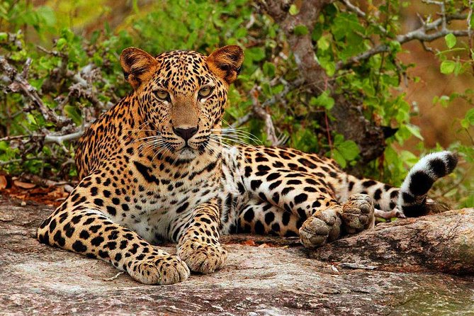 All Inclusive Private Half Day Safari at Yala National Park - Safari Highlights