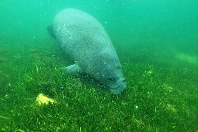 All Inclusive Private Manatee Swim - Good To Know