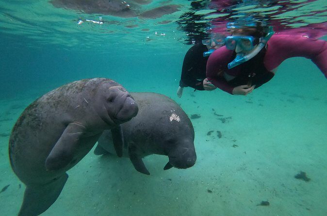 All Inclusive Private Manatee Swim - Analyzing the Price: Is It Worth It?
