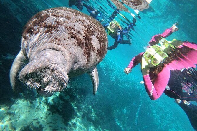 All Inclusive Private Manatee Swim - Final Thoughts